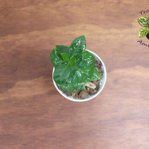 May include: A small green plant with dark green leaves growing in a white pot. The plant is on a brown wooden surface. The text "Tropical Ambiance" is written in black on a white background above the plant.