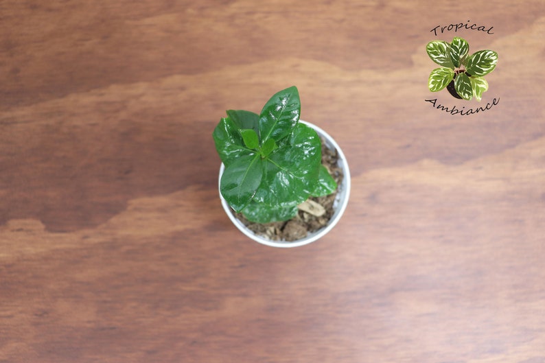 May include: A small green plant with dark green leaves growing in a white pot. The plant is on a brown wooden surface. The text "Tropical Ambiance" is written in black on a white background above the plant.