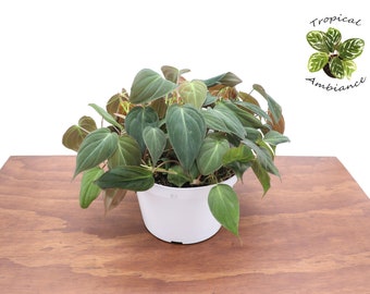 Philodendron Micans  -  8'' from Tropical Ambiance