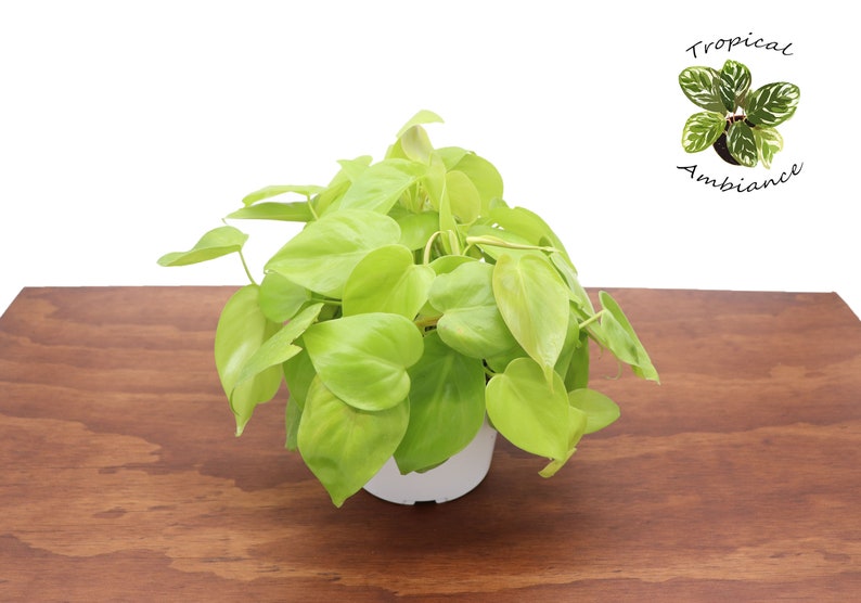 Tropical Ambiance Philodendron Cordatum