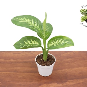 Dieffenbachia Compacta (Tropical Snow) - 4'' from  Tropical Ambiance