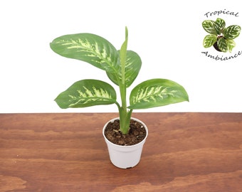 Dieffenbachia Compacta (Tropical Snow) - 4'' from  Tropical Ambiance