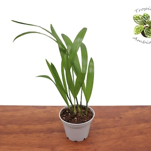 Areca Palm- 2.5&quot;  from Tropical Ambiance