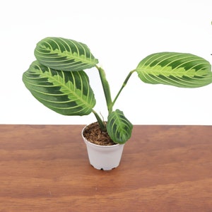 May include: A green and white striped Calathea plant in a white pot. The plant has large, oval leaves with a prominent pattern. The plant is labeled "Tropical Ambiance".