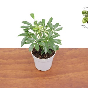 Schefflera Arboricola 'Umbrella Plant' Variegated' - 4''  from Tropical Ambiance