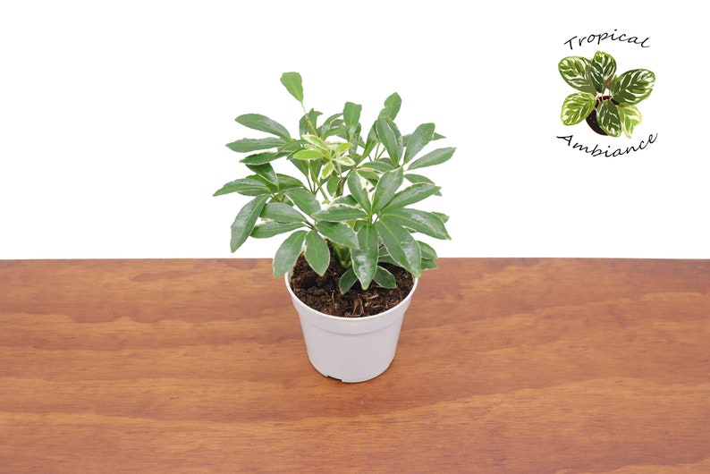 Tropical Ambiance Schefflera Arboricola Umbrella Plant