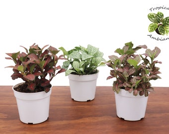 Fittonia Nerve Plant Sampler  -4" from Tropical Ambiance