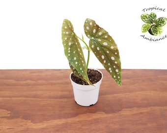 Begonia Maculata- 4" from Tropical Ambiance