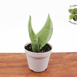 Sanseveria Moonshine - 4&quot; from Tropical Ambiance