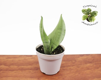 Sanseveria Moonshine - 4" from Tropical Ambiance