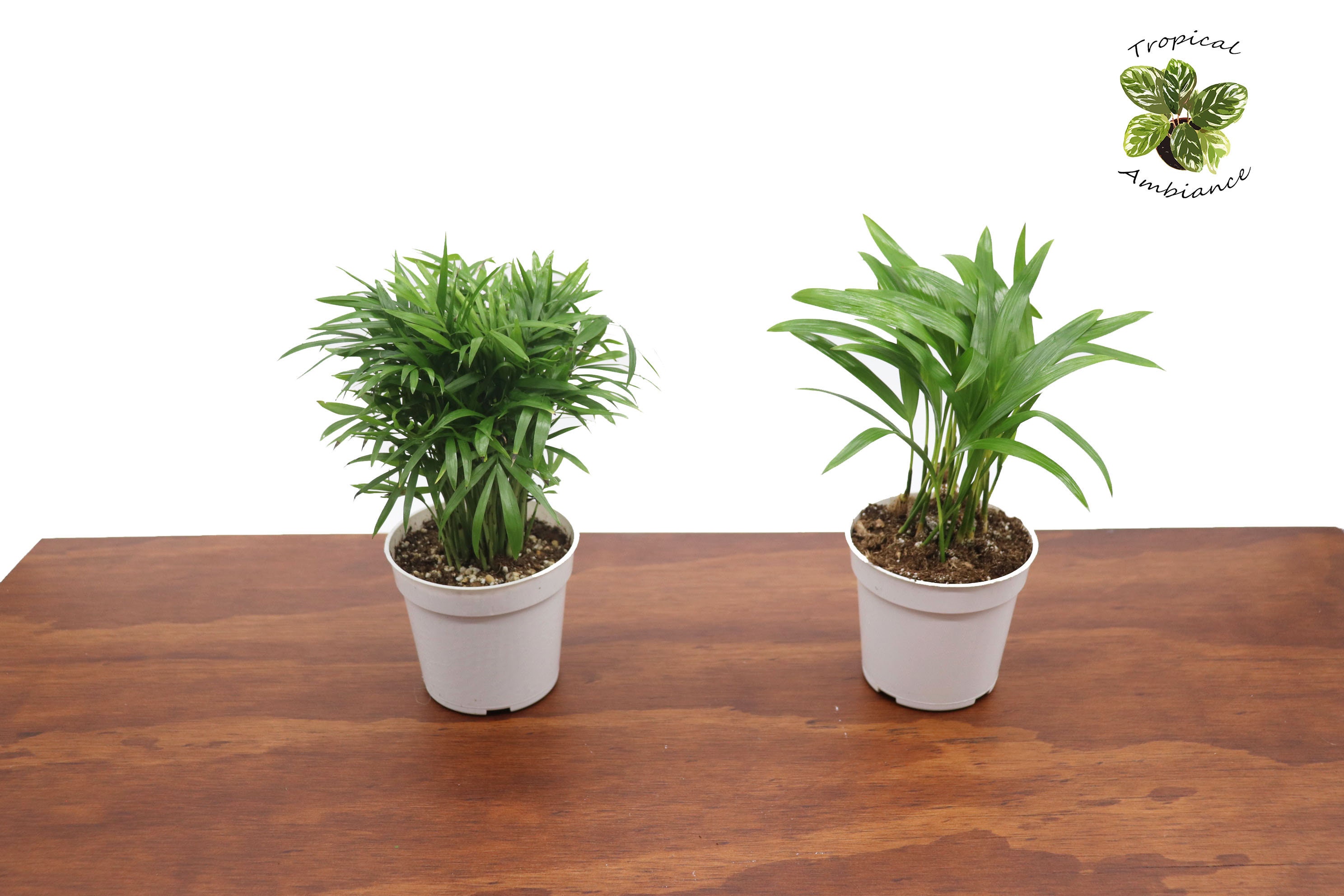 Calathea Bella - Etsy