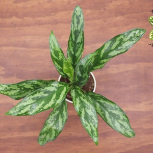 Chinese Evergreen 4 from Tropical Ambiance image 2