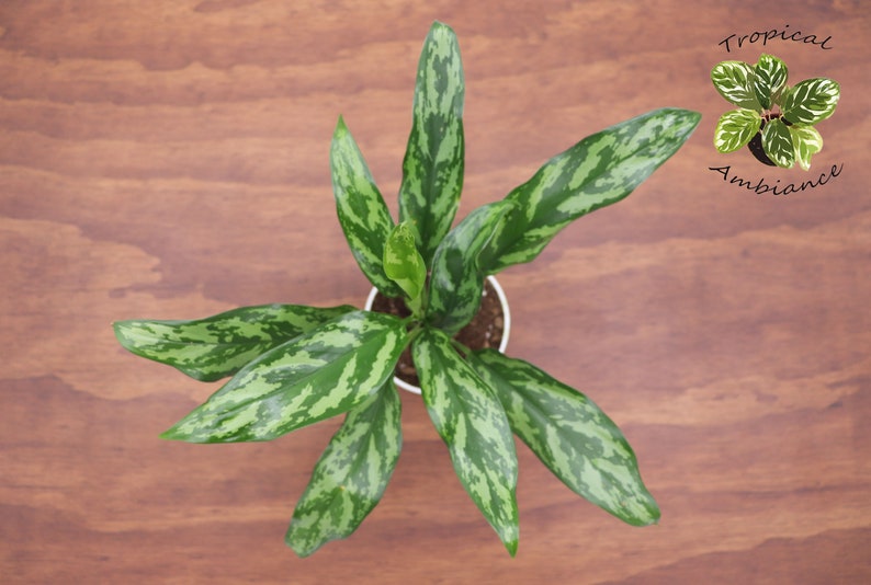 Chinese Evergreen 4 from Tropical Ambiance image 2