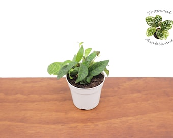 Black Pagoda (Lipstick plant)  - 4''  from Tropical Ambiance