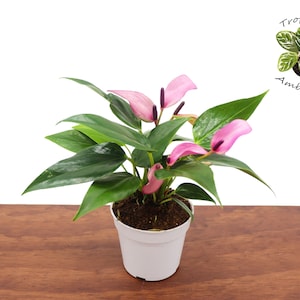 Purple Anthurium  - 4&quot; from Tropical Ambiance