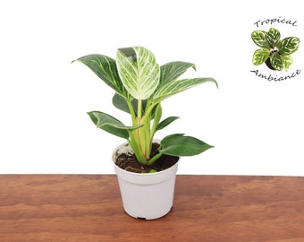Philodendron Birkin Variegated -4" from Tropical Ambiance