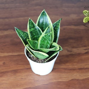 Sansevieria Superba - 4&quot; from Tropical Ambiance