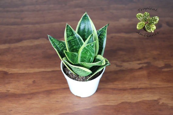 Sansevieria Superba - 4" From Tropical Ambiance - Etsy