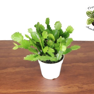 White Holiday Cactus  - 4&#39;&#39; from Tropical Ambiance