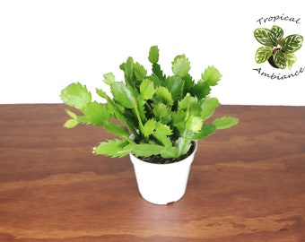 May include: A small, potted Christmas cactus with vibrant green, segmented leaves. The plant is in a white plastic pot, set against a dark wood surface. The image includes the text "Tropical Ambiance" with a small illustration of a plant.