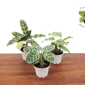 Assorted Calathea Combo - 3'' from Tropical Ambiance