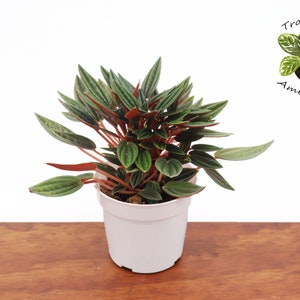 Peperomia Rosso -4" from Tropical Ambiance