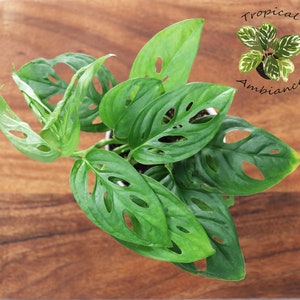 May include: A potted green Monstera plant with large, perforated leaves. The plant is sitting on a wooden surface. The text "Tropical Ambiance" is written in white letters on a black background.