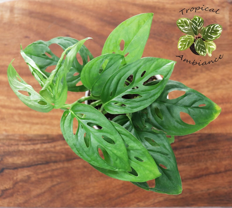 May include: A potted green Monstera plant with large, perforated leaves. The plant is sitting on a wooden surface. The text "Tropical Ambiance" is written in white letters on a black background.