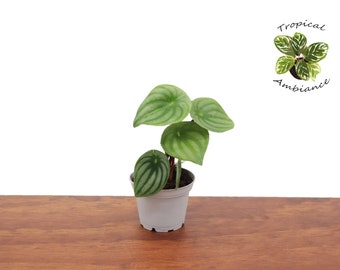 Watermelon Peperomia 2.5" from Tropical Ambiance