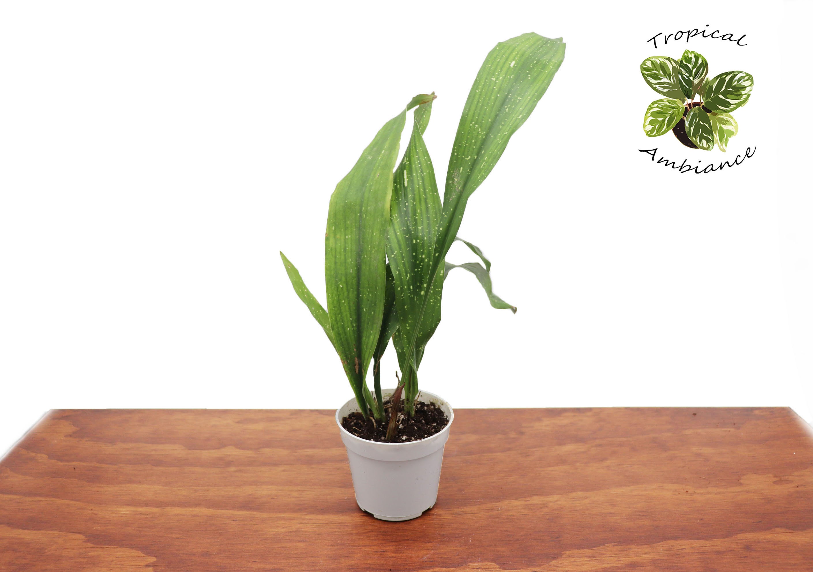 agave parryi winterhart Buy Parry's agave at your local garden center! – American Beauties Native  Plants main image 1