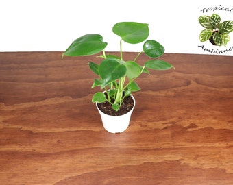 Monstera Split Leaf - 4" from Tropical Ambiance
