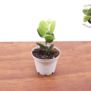 May include: A small green plant with round leaves in a white plastic pot. The plant is sitting on a wooden surface. The text "Tropical Ambiance" is written in black above the plant.
