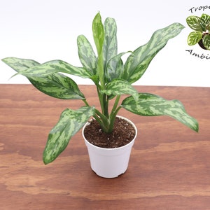 Chinese Evergreen - 4&quot; from Tropical Ambiance