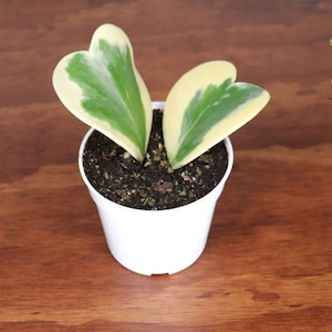 Hoya Kerrii Variegated (Two Leaves) - 4&quot; from Tropical Ambiance