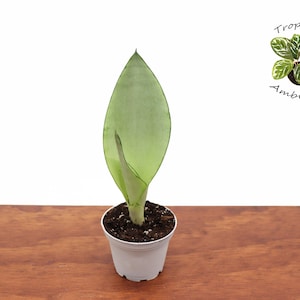 Moonshine Sansevieria -2.5&quot; from Tropical Ambiance