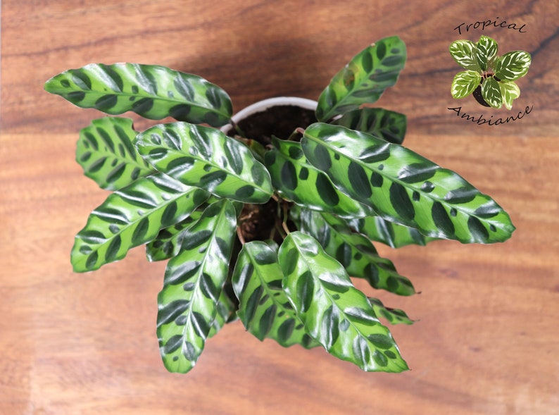 Tropical Ambiance Calathea Rattlesnake - Thumbnail 2