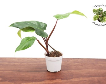 philodendron snowdrift mature Snowdrift Philodendron  Lichtenfelt's