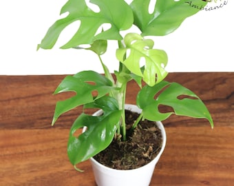 Rare Mini Monstera - 4'' from Tropical Ambiance