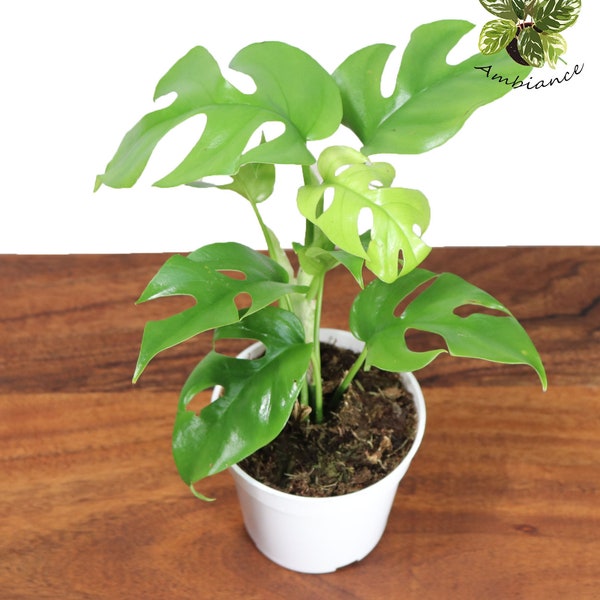 Rare Mini Monstera - 4'' from Tropical Ambiance