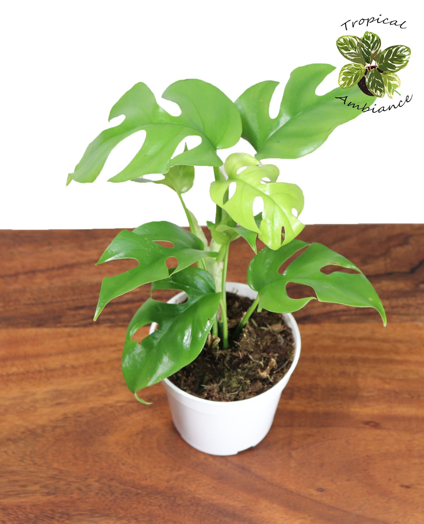Rare Mini Monstera 4'' From Tropical Ambiance