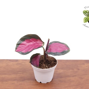 Calathea Roseopicta- 2.5&#39;&#39; from Tropical Ambiance