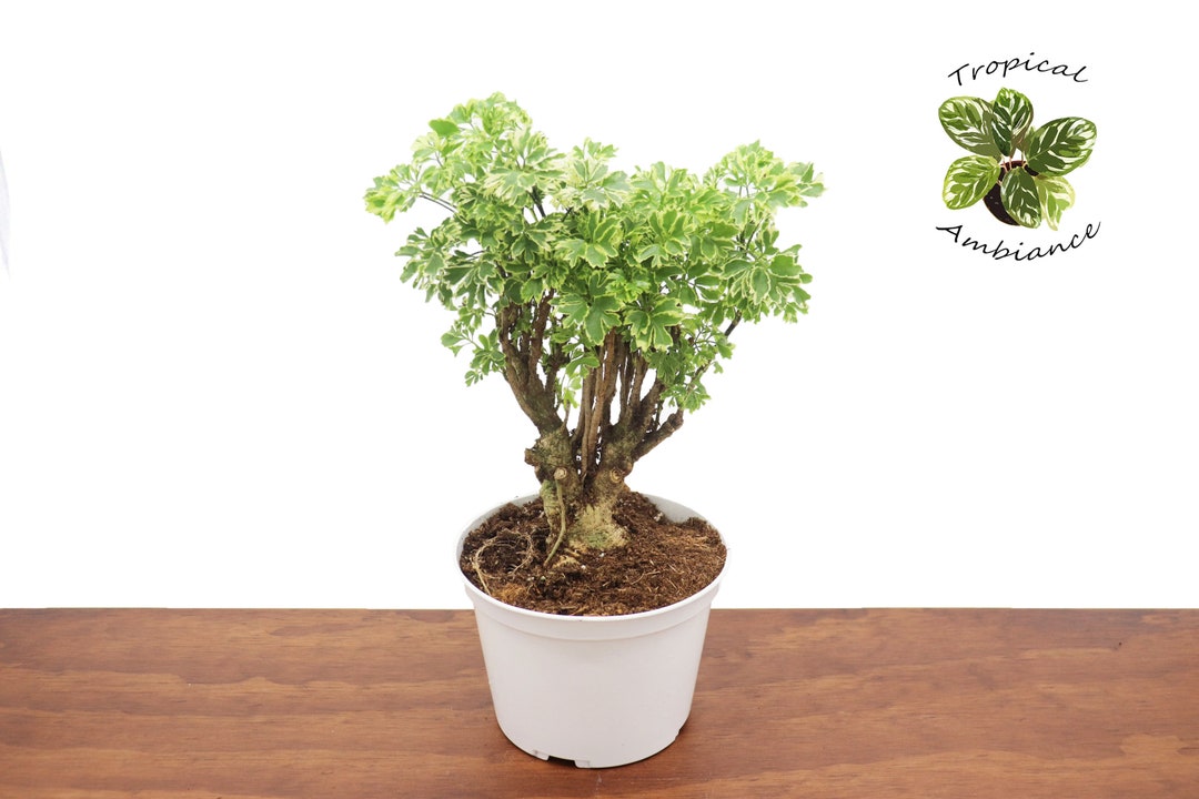 Variegated Ming Aralia Parsley, Snowflake 6 from Tropical Ambiance