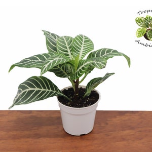 Aphelandra Zebra Plant - 4&#39;&#39; from Tropical Ambiance