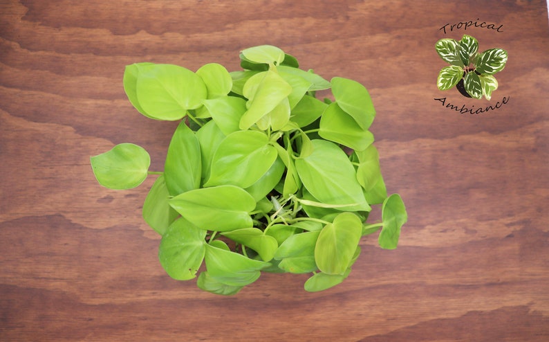 Tropical Ambiance Philodendron Cordatum - Thumbnail 2
