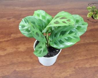 dracaena licht Dracaena Sunray 90 Zimmerpflanze 100cm 21cm kaufen