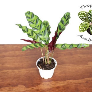Calathea Rattlesnake Lancifolia - 2.5&#39;&#39; from Tropical Ambiance