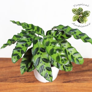 Calathea Rattlesnake Lancifolia - 4'' from Tropical Ambiance