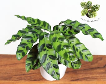 Calathea Rattlesnake Lancifolia - 4'' from Tropical Ambiance