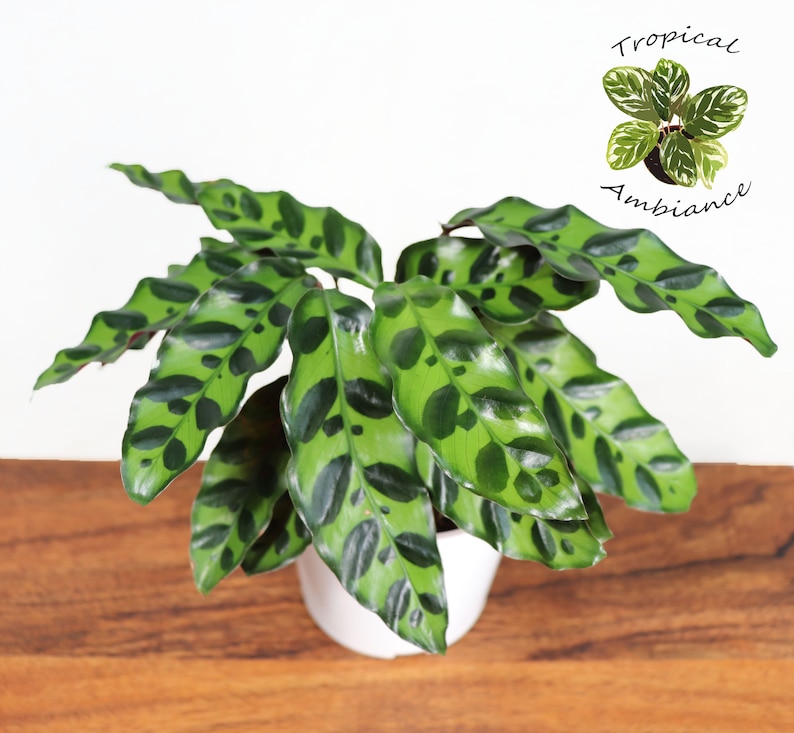 Tropical Ambiance Calathea Rattlesnake