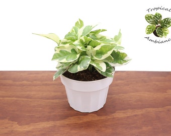 Pothos ('N Joy')  - 6''  from Tropical Ambiance